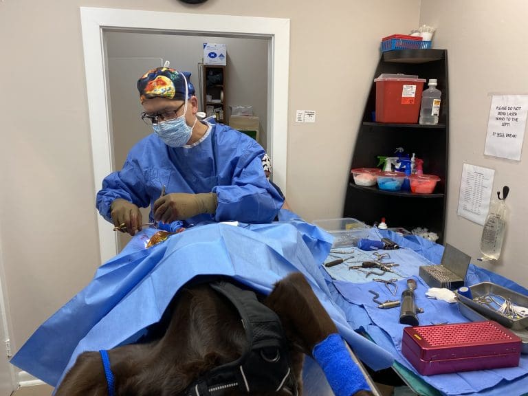 Surgical Service Catoctin Veterinary Clinic