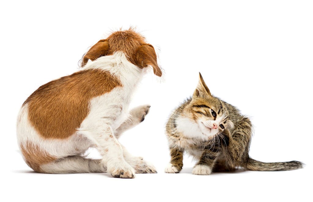Puppy and kitten sitting together, both scratching themselves with their hind legs against a white background.