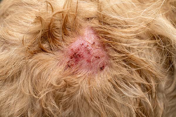 Close-up of a dog's irritated skin with hair loss, redness, and scabs.  Possible signs of infection or a skin condition.